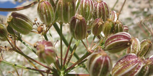 Dünyada sadece Tunceli’de var! Türk bilim insanı keşfetti