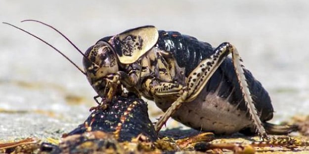 Dünyada sadece Türkiye'de görülen çekirgenin dişisi, erkeğini yerken ilk kez görüntülendi