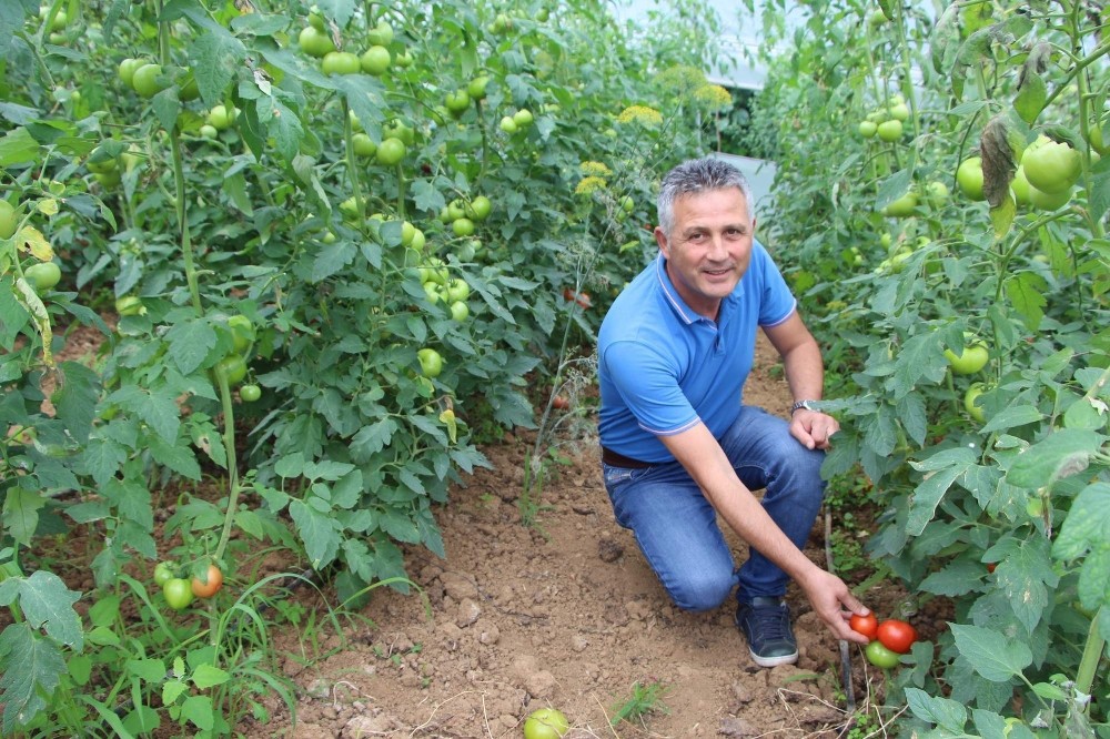 Dünyada sebzelere olan talep hızlı bir şekilde artıyor 