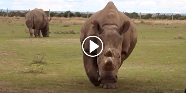 Dünyada yalnızca 3 tane kaldı!