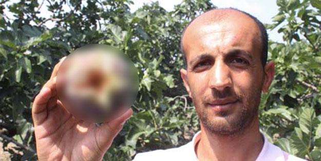 Dünyada yüzde 90'u Bursa'da yetişiyor! İngiliz Kraliyet Ailesi peşine düştü