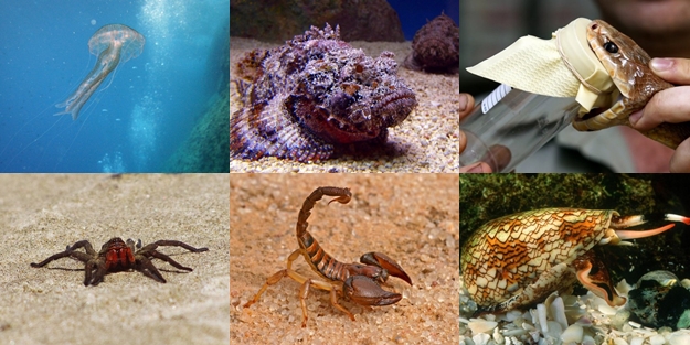 Dünyadaki en zehirli 10 hayvan - FOTO