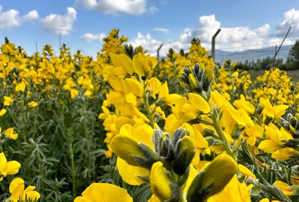 Dünyanın başka bir yerinde yetişmiyor! O ilimize ait bu çiçeği koparmanın cezası dudak uçuklatıyor