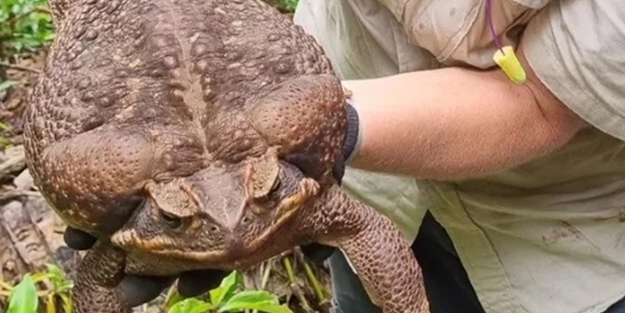 Dünyanın en büyüğü Avustralya'da bulundu! Zehir saçarak önüne geleni yiyor