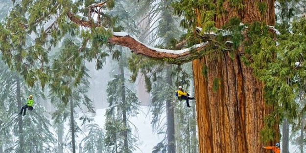 Dünyanın en büyük ağacı - FOTO