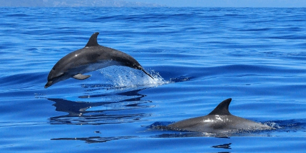 Dünyanın en büyük memeli hayvanı başıboş geziyor! Japonya'dan teklif: yetkililere flaş bir çağrı geldi! Yunus avı yapılacak!