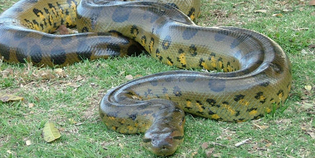 Dünyanın en büyük yılanı öldürüldü!