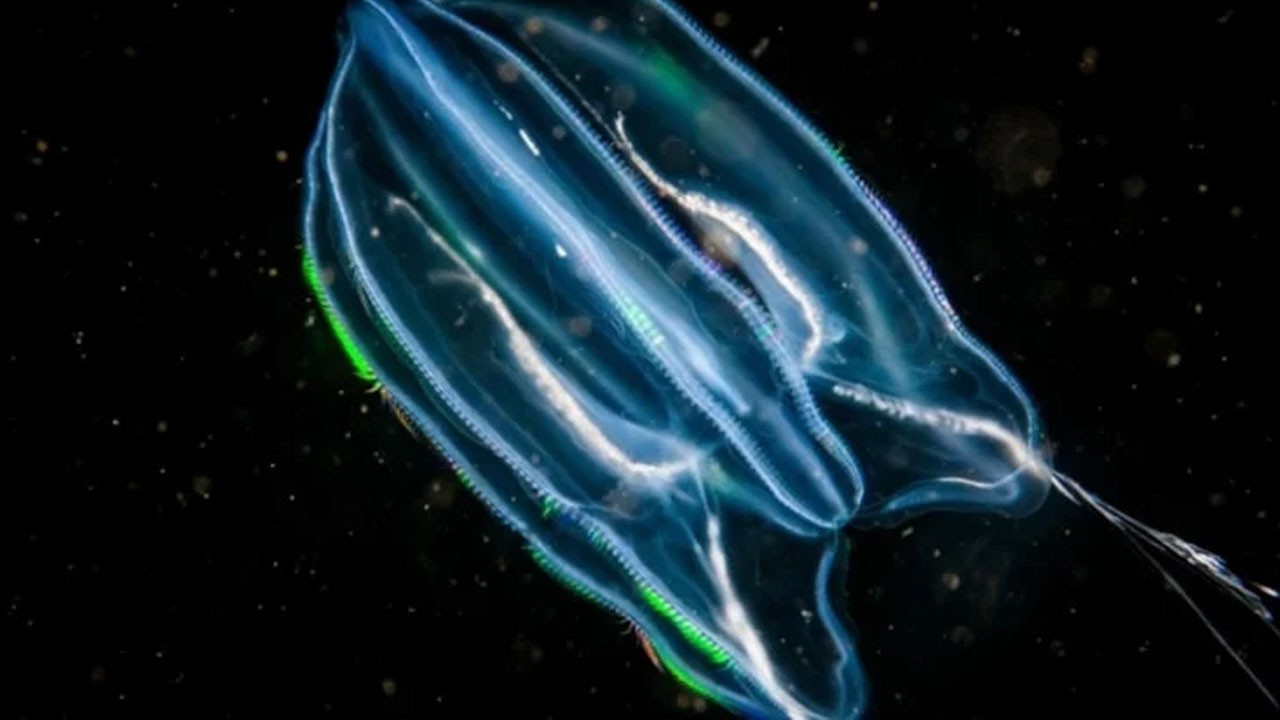 Dünyanın en eski bir canlısı bulundu