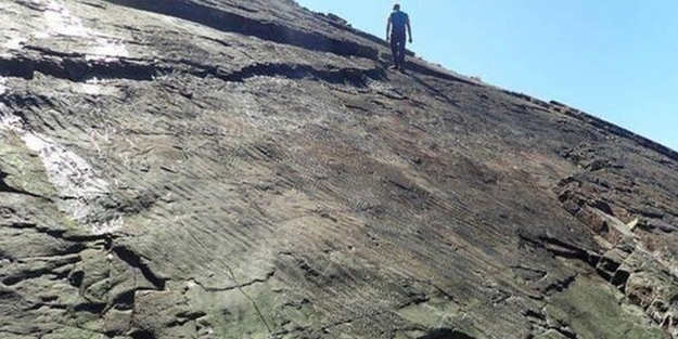 Dünyanın en eski ormanı bulundu!