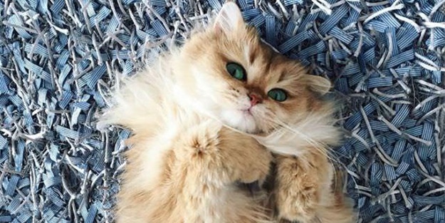 Dünyanın en fotojenik kedisini gördünüz mü?