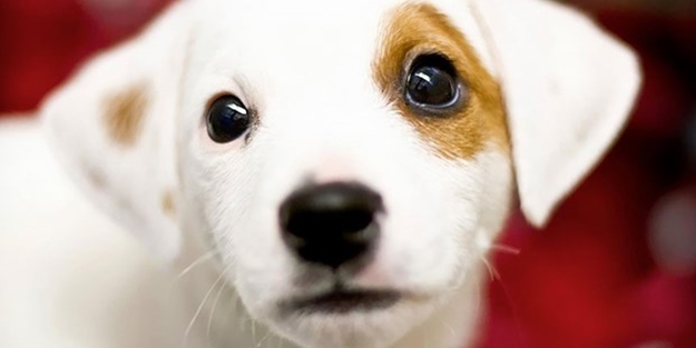 Dünyanın en fotojenik köpekleri