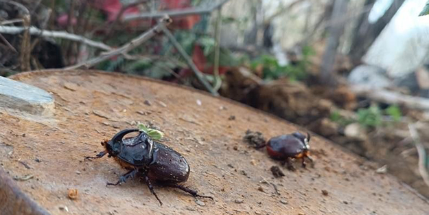 Dünyanın en güçlü böceği Türkiye'de görüldü! Tam 90 bin dolar değerinde