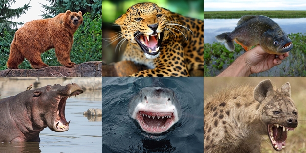 Dünyanın en güçlü çeneli hayvanları - FOTO
