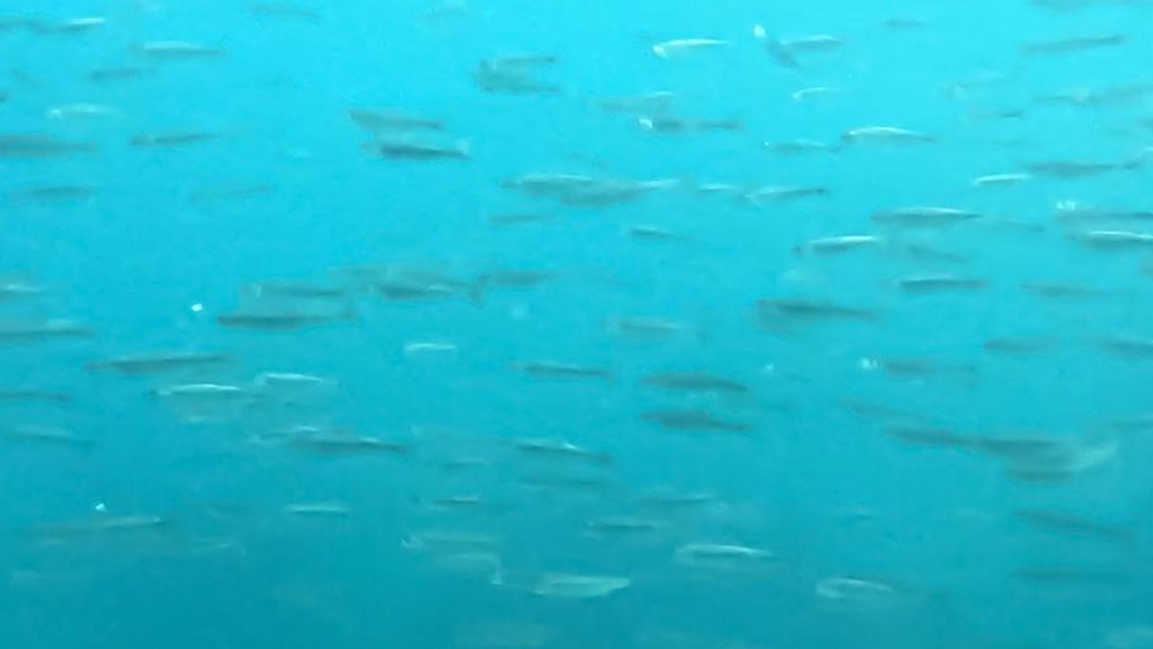 Dünyanın en büyük sodalı gölünde inci kefallerinin sualtı şöleni nefes kesti