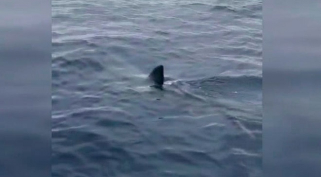 Dünyanın en hızlı köpek balığı Ege kıyılarında görüldü