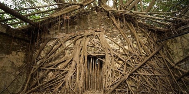 Dünyanın en ilginç ağacı - FOTO