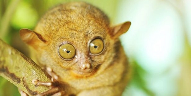 Dünyanın en ilginç hayvanları - FOTO