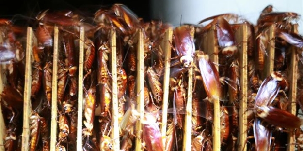 Dünyanın en ilginç mesleği: Hamamböceği yetiştiriciliği