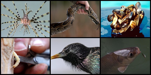 Dünyanın en istilacı 10 canlı türü