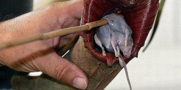 Dünyanın en korkunç bitkileri