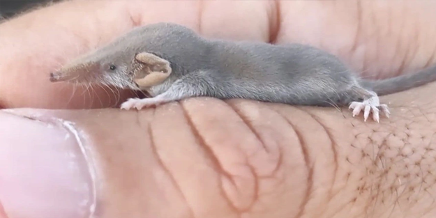 Dünyanın en küçük memeli hayvanı Diyarbakır'da görüntülendi! 3 gram ağırlığında, 2 santimetre uzunluğunda!