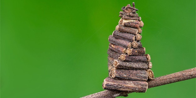 Dünyanın en küçük mimarları - FOTO
