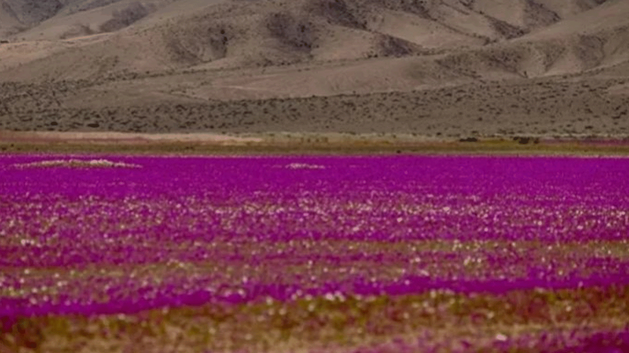 Dünyanın en kurak çölünde şaşırtan manzara! Allah’ın mucizesi!