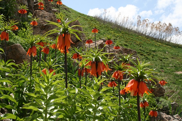 Dünyanın en nadir çiçeklerinden biri!
