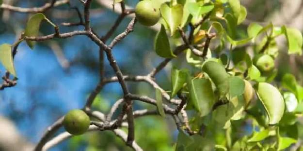 Dünyanın en ölümcül ağacı