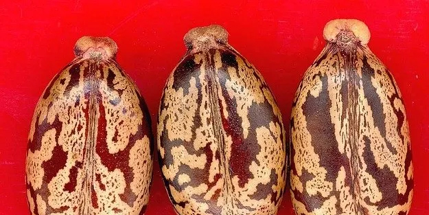 Dünyanın en ölümcül bitkisi o: Siyanürden 6 bin kat daha zehirli! 4 minik tohum bile bir kişiyi öldürebilir