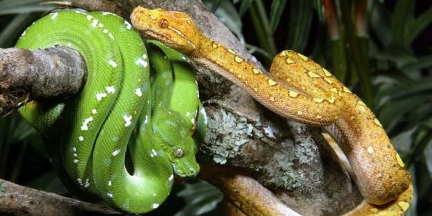 Dünyanın en ölümcül canlıları - FOTO