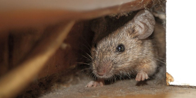 Ekmeklerde fare kalıntısı bulundu, 100 bini aşkın ürün toplatıldı