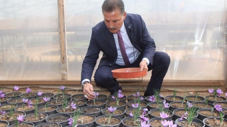 Dünyanın en pahalı baharatı