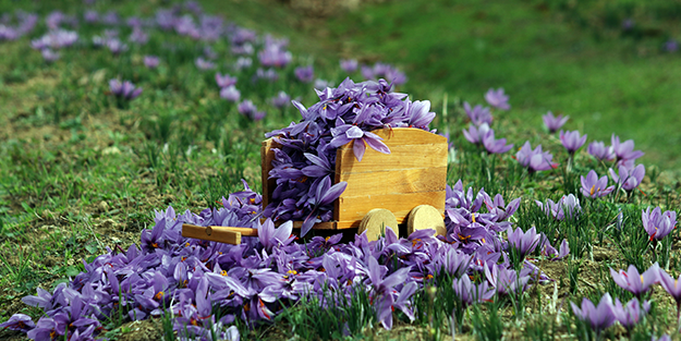 Dünyanın en pahalı baharatı Türkiye'de yetişiyor! Kilosu 250 bin lira
