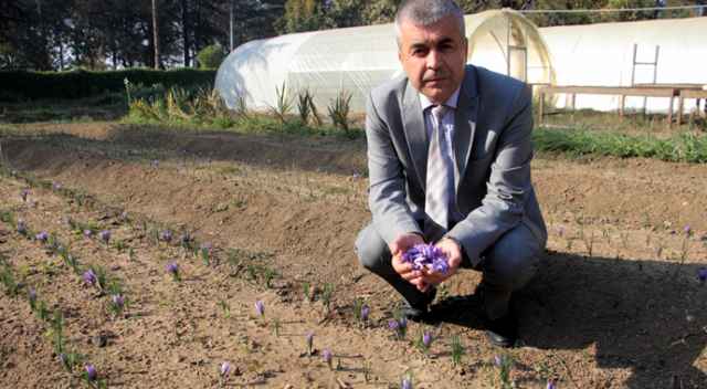 Dünyanın en pahalı bitkisi safranın gramı 100 liradan satılıyor