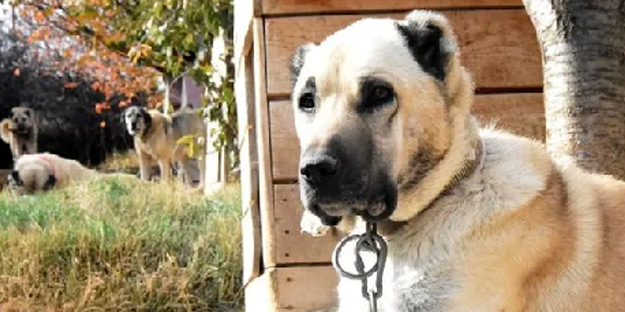 Dünyanın en sadık köpeği Anadolu'da! Her an her şey olabilir, hayatlar ona emanet: Başka hiçbir yerde böyle bir köpek yok