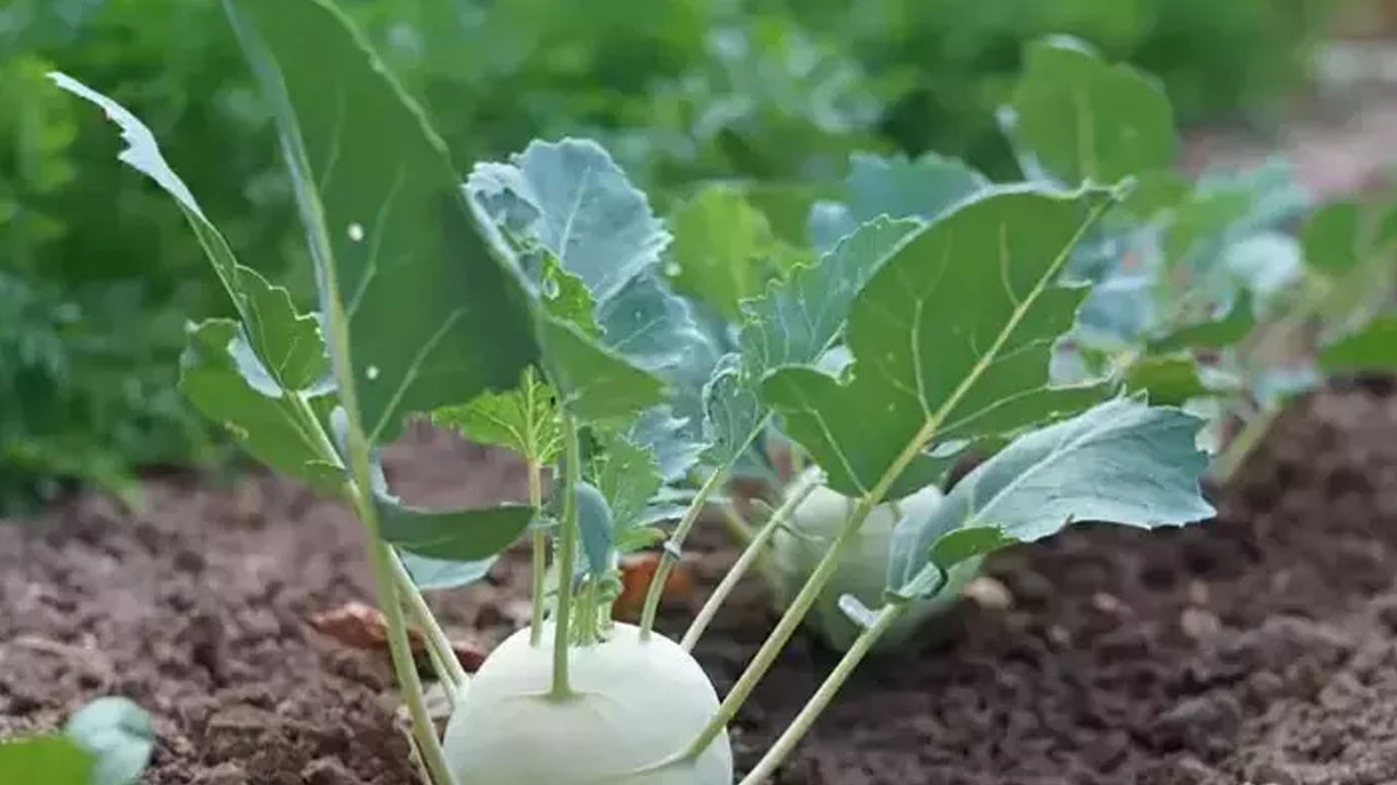 Dünyanın en sağlıklı sebzesi: Demir gibi güçlendiriyor! Herkes önlem alsın!