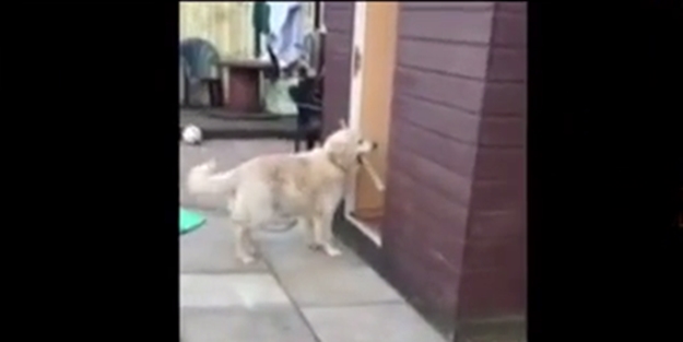 Dünyanın en şanssız köpekleri - VIDEO