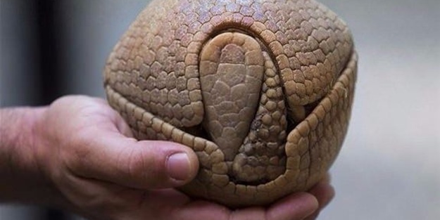 Dünyanın en sıra dışı canlıları