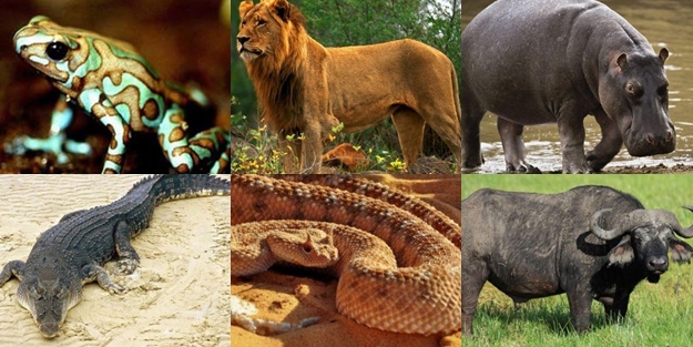 Dünyanın en tehlikeli 12 hayvanı - FOTO