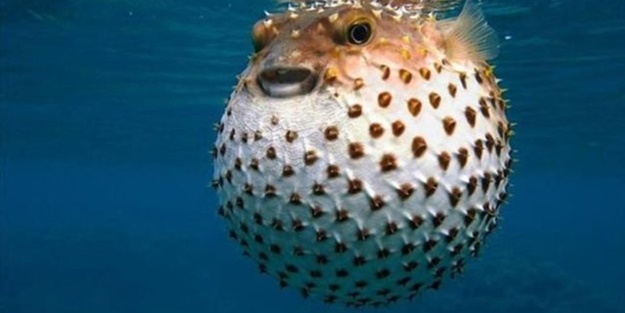 Dünyanın en tehlikeli 21 yiyeceği