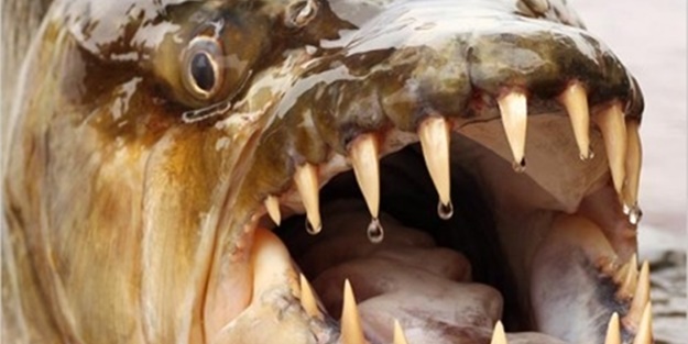 Dünyanın en tehlikeli balıkları - FOTO