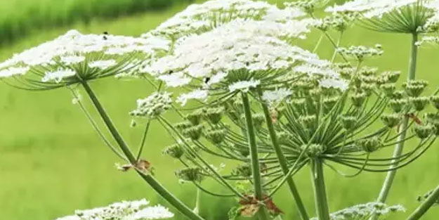 Dünyanın en tehlikeli bitkisi: Dokunanın eli balon gibi şişiyor: Türkiye'de bolca var