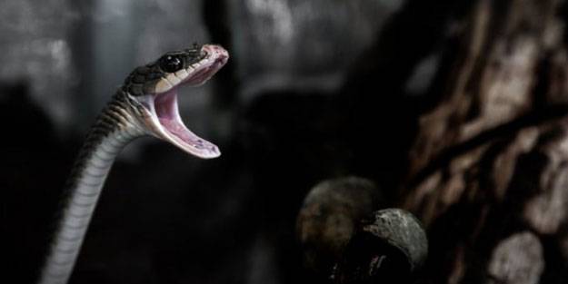 Dünyanın en tehlikeli canlıları