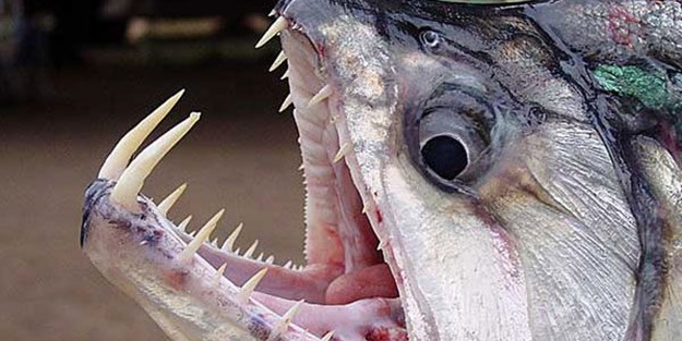 Dünyanın en tehlikeli canlıları!