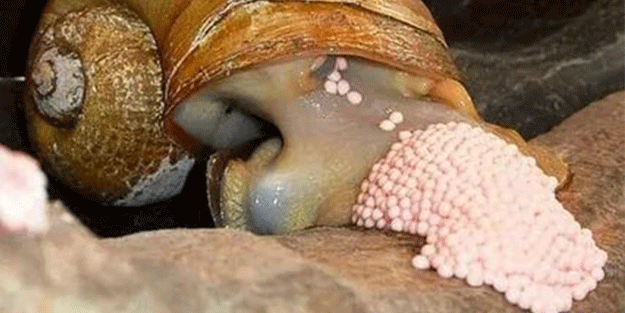 Dünyanın en tehlikeli canlılarından birinin salyangoz olduğunu biliyor muydunuz?