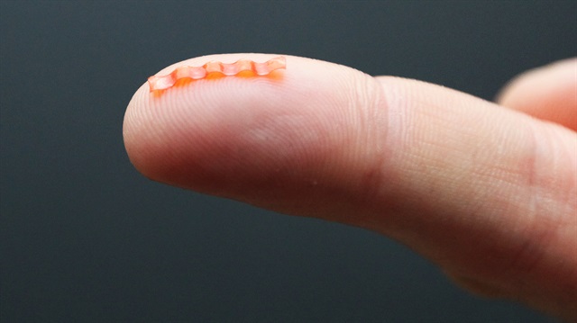 Dünyanın en tehlikeli tırtılı!