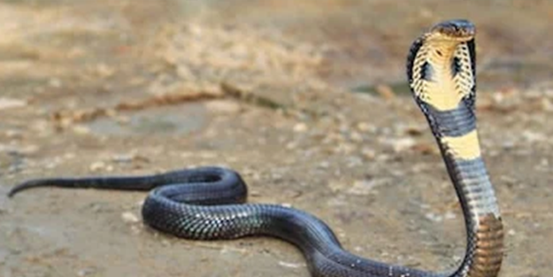 Dünyanın en tehlikelisi! Günlerdir sokaklarda... Bir türlü yakalayamadılar