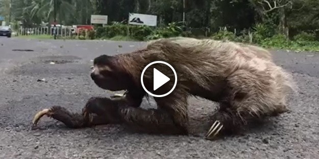 Dünyanın en tembel hayvanını gördünüz mü?