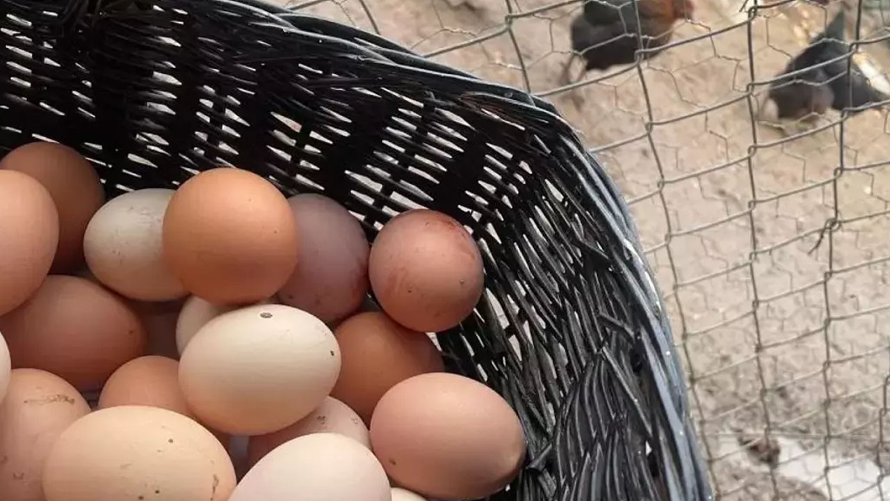 Dünyanın en ucuz proteini 'Mayıs çukuru'ndan çıktı!